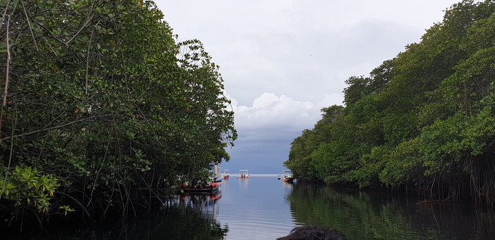 Mangroves in Bali..