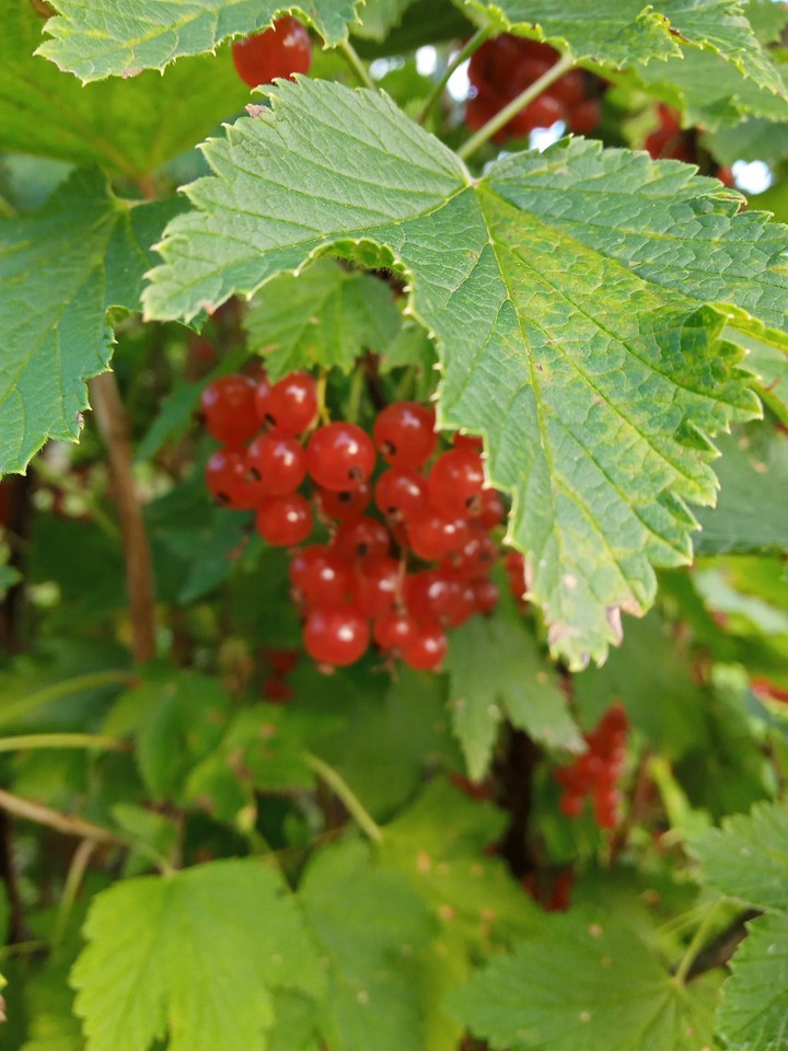 berries