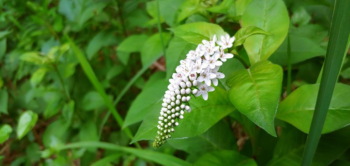 wild flower^^