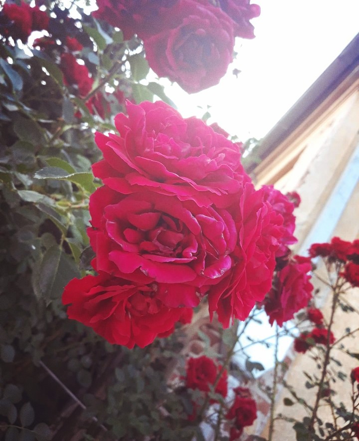 roses