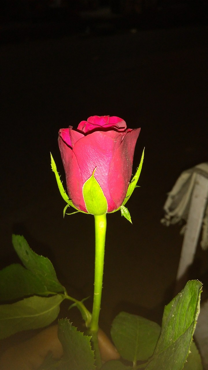 rose