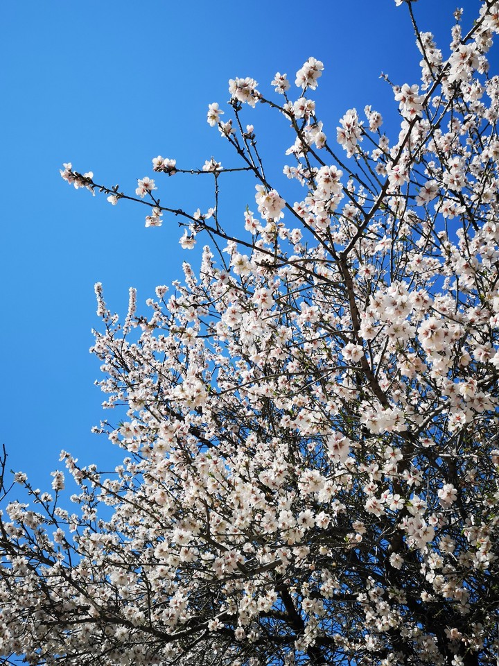spring, sky, blue, white, nature, love