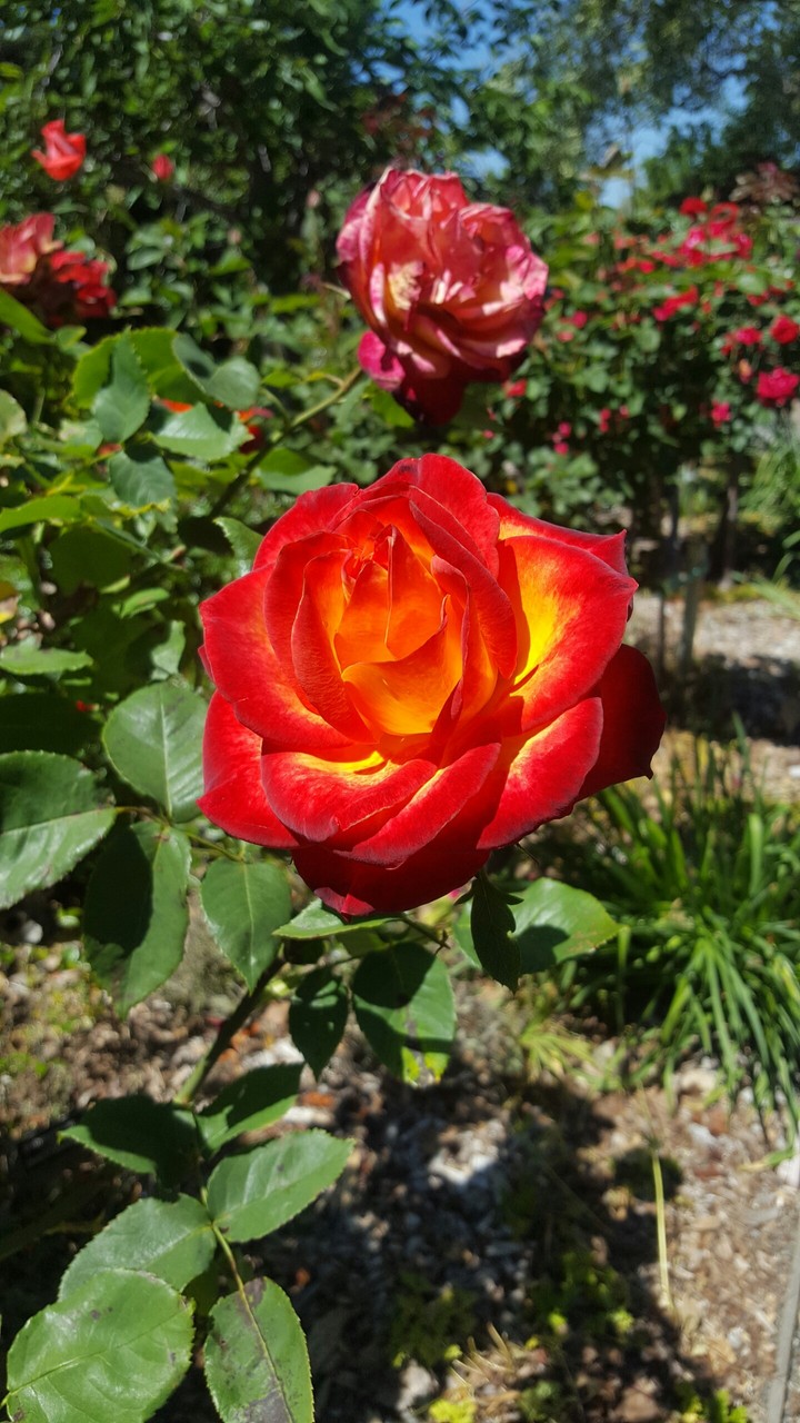 a beautiful rose!