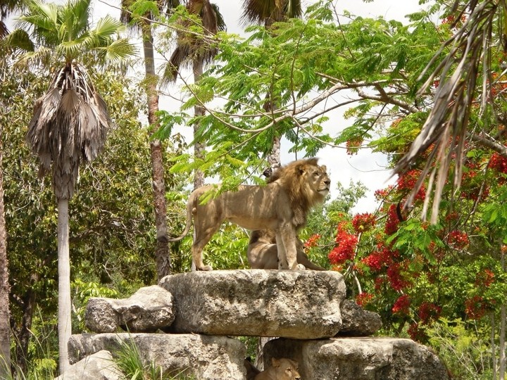 watchful lion