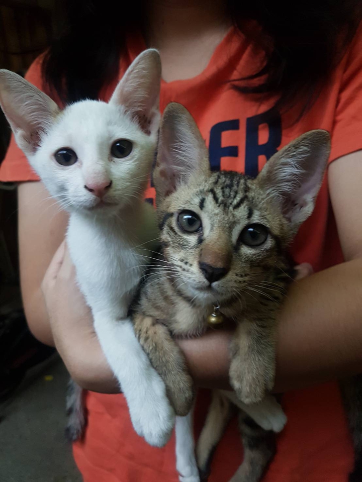New members