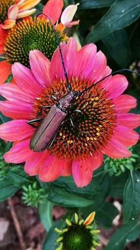 Aromia moschata, Moschusbock