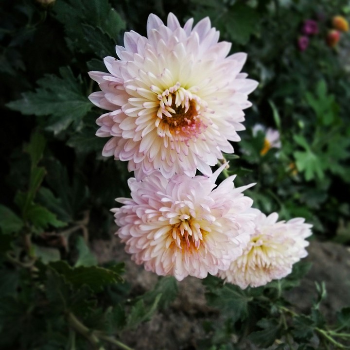 beautiful  flowers