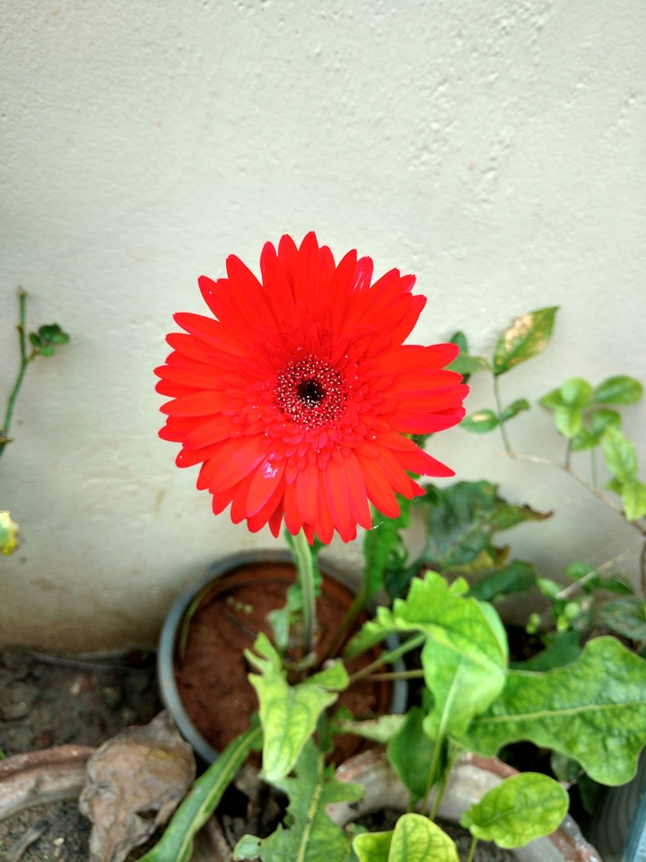 Red Gerbera