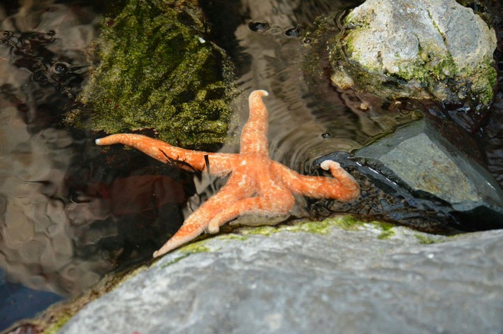 Starfish