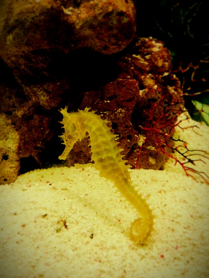 Animal Planet - seahorse