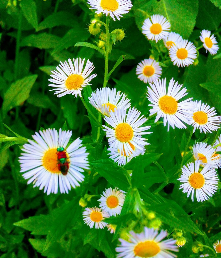 Daisies