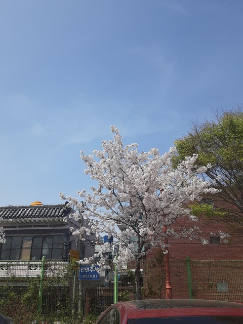 꽃