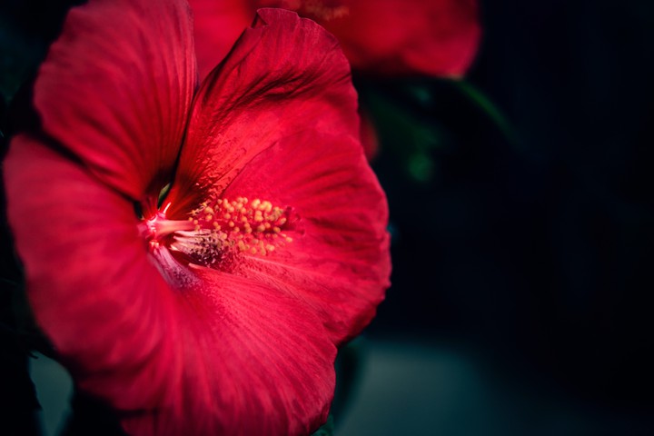 red Hibiscus flower