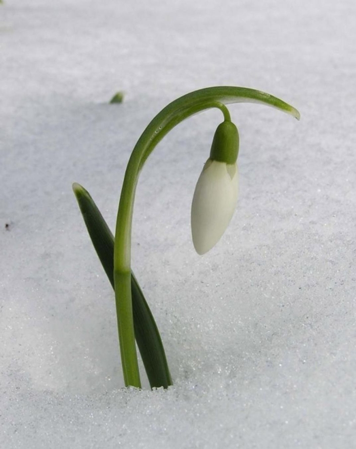 snowdrop