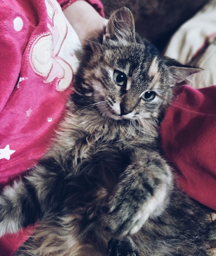 cat