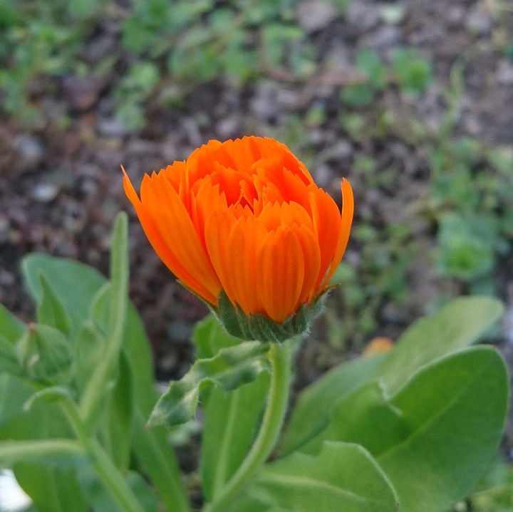 Pot marigold/ Oregon checkermallow