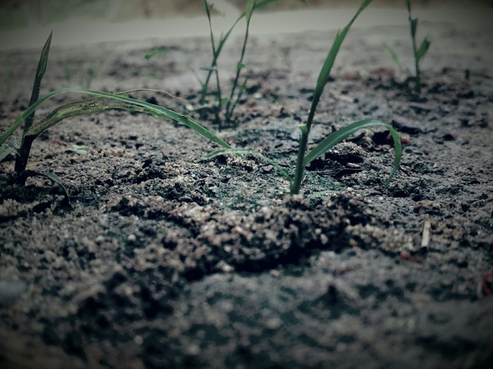 grass