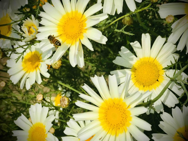 flowers
