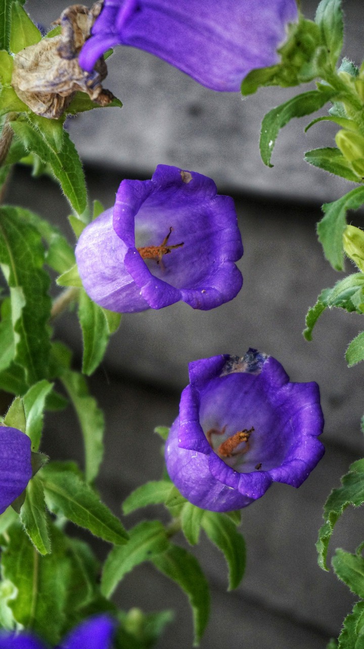 Campanula❤
