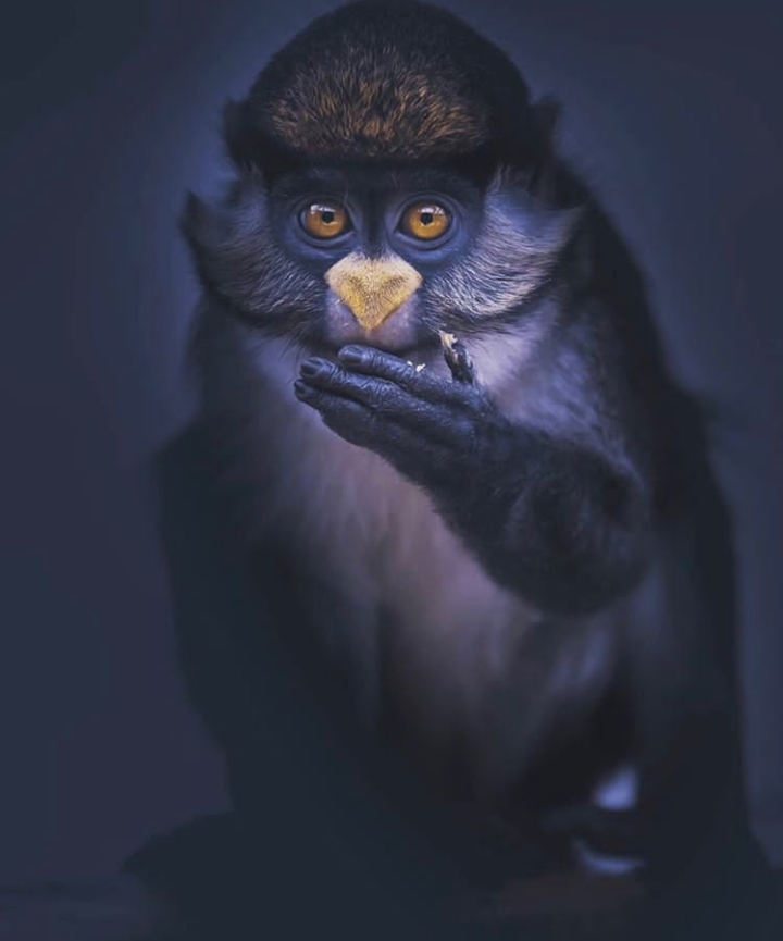 Monkey