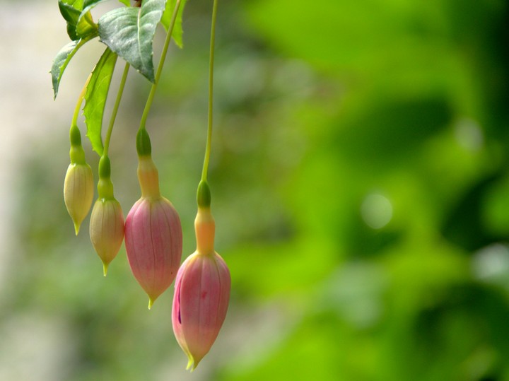 fuchsia ooty