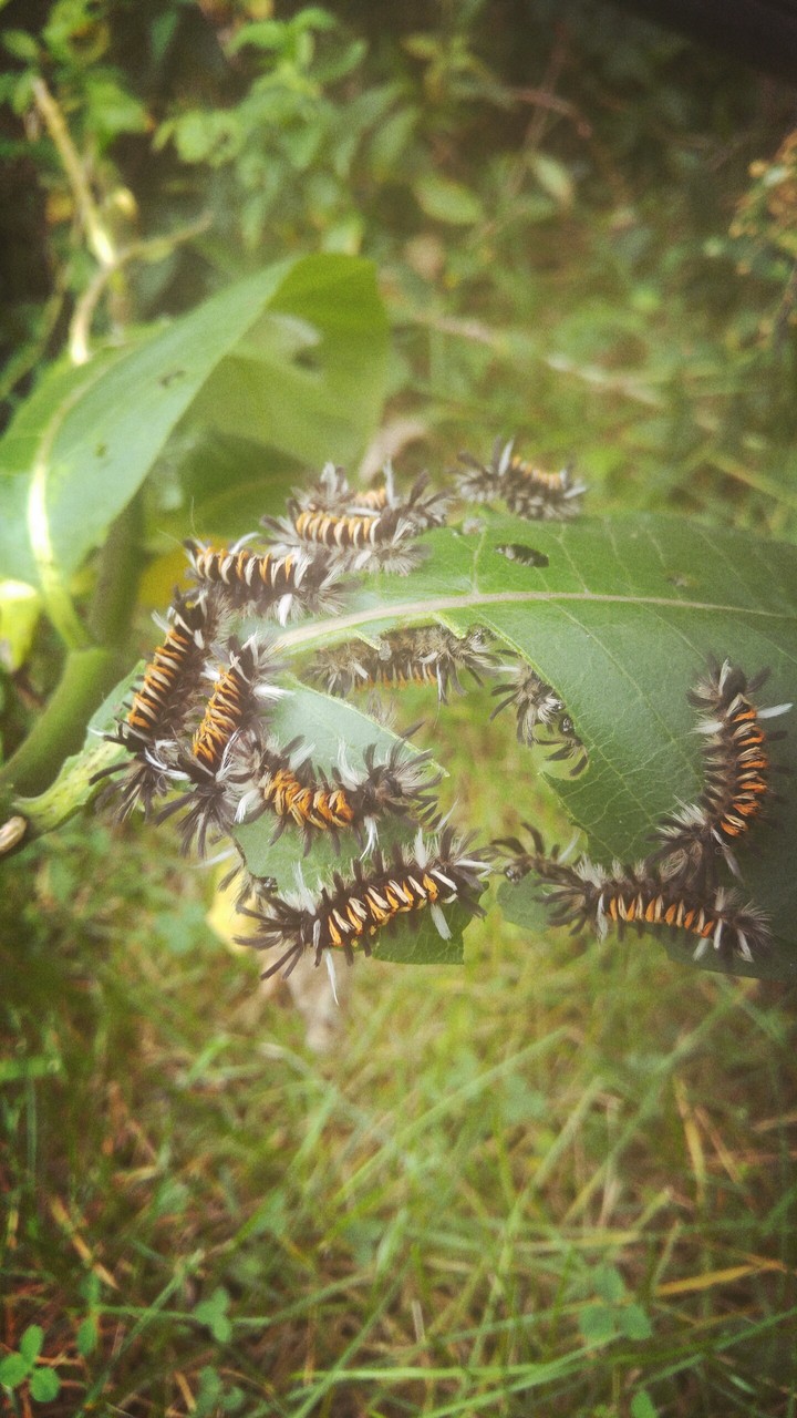 Caterpillars