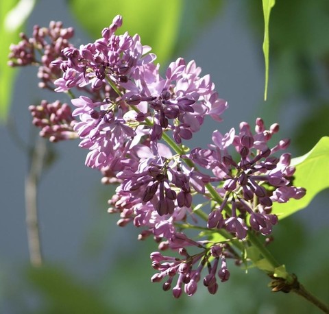 allium, flower achtergronden