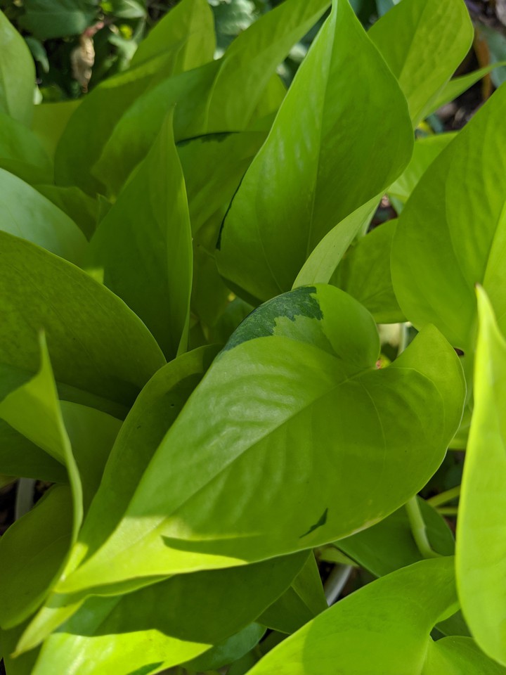 Variegated Neon Pothos