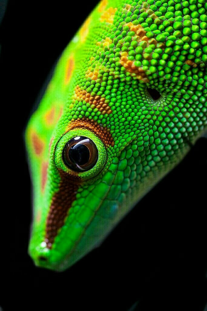 bello