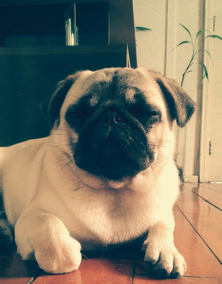Pug
