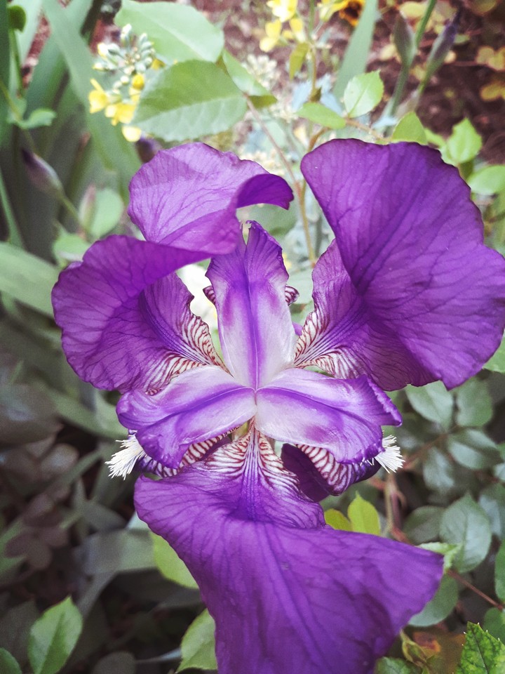 wonderful flower