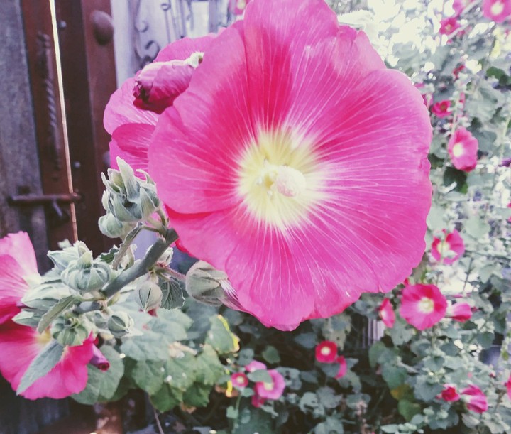 morning glory