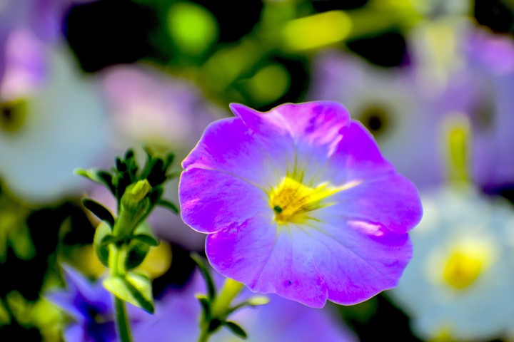 flowers