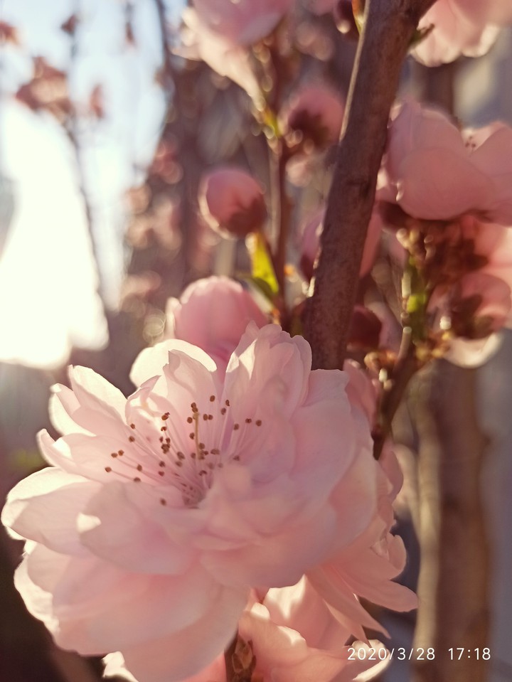 peach blossom