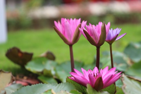 Lotus