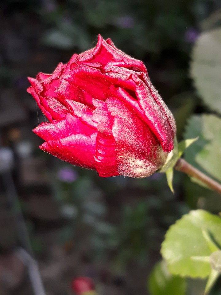 the little bud...