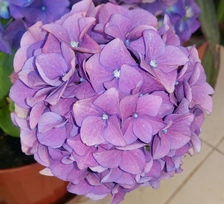 Ortanca, Hydrangea, Çiçek, Flower, Lila, Purple