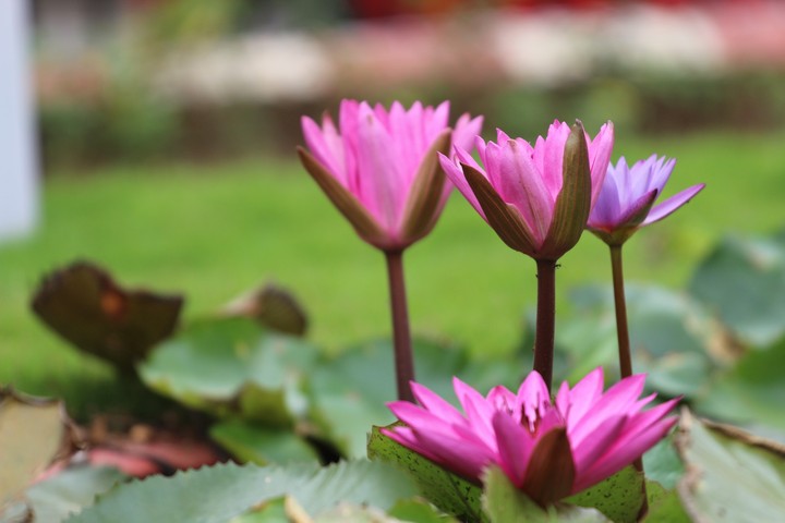 Lotus