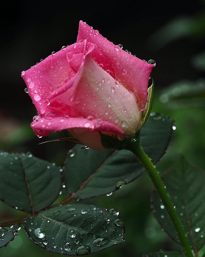 After_rain