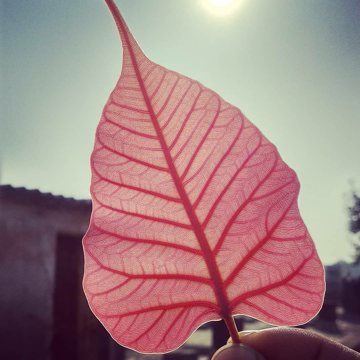 saffron
