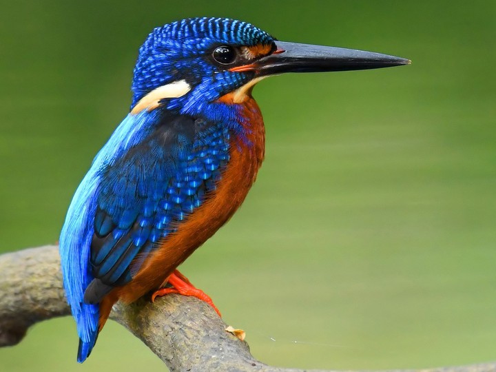 kingfisher