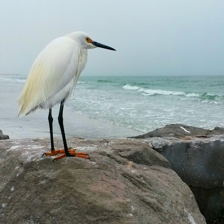 Beach Bird by LizBensley