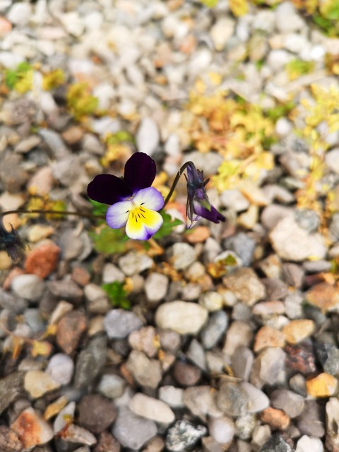 il solitario