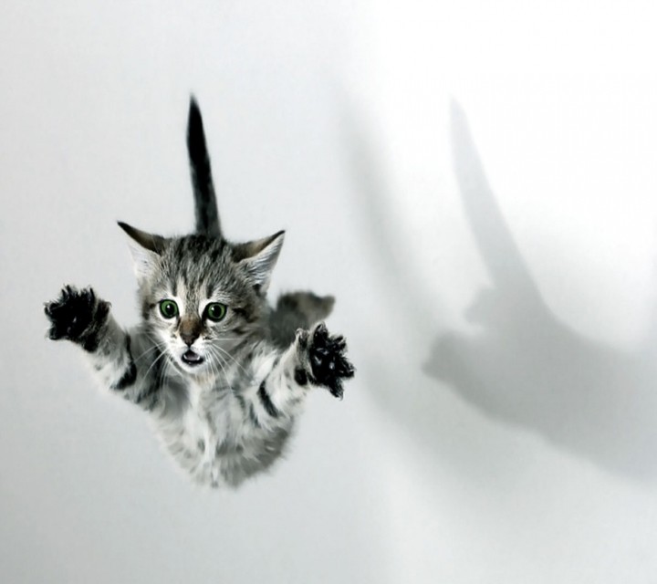 kitty kitty flying in the air