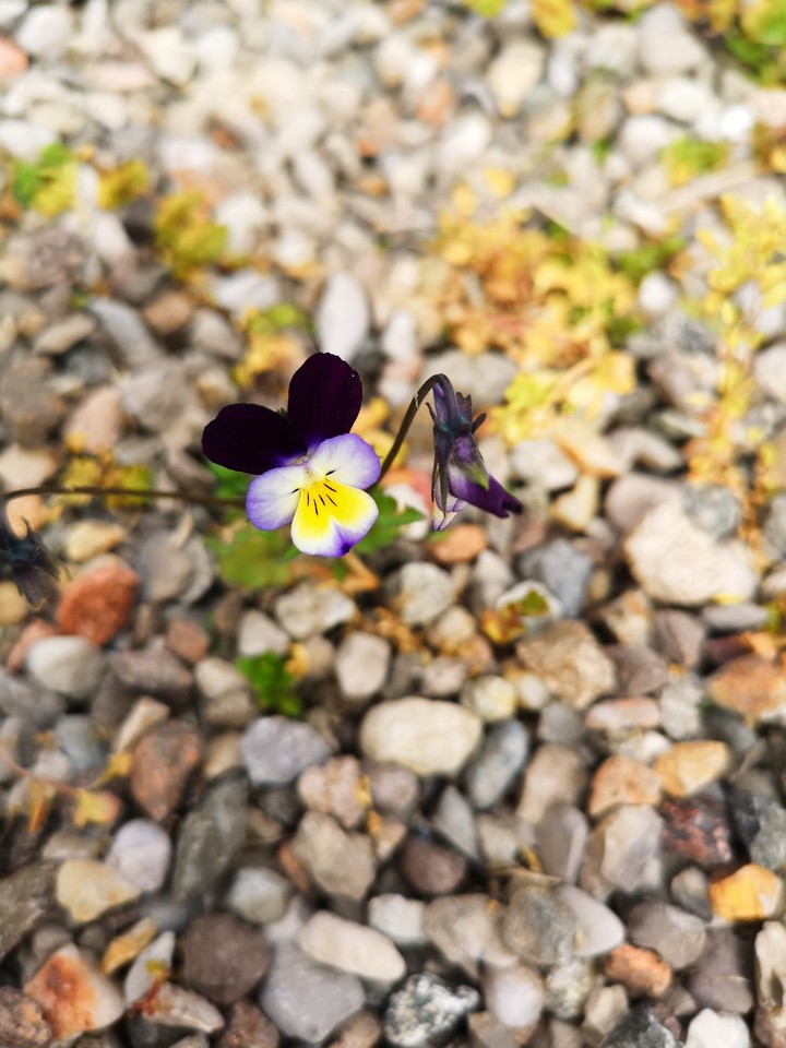 il solitario