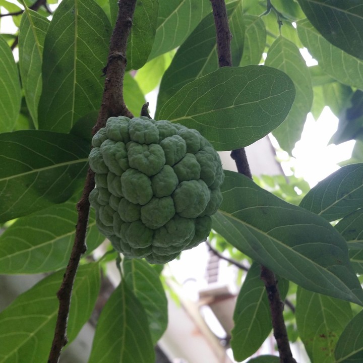 Annona squamosa