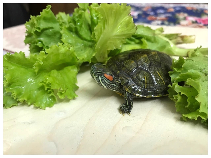 turtle