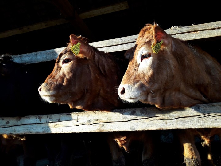 cattle