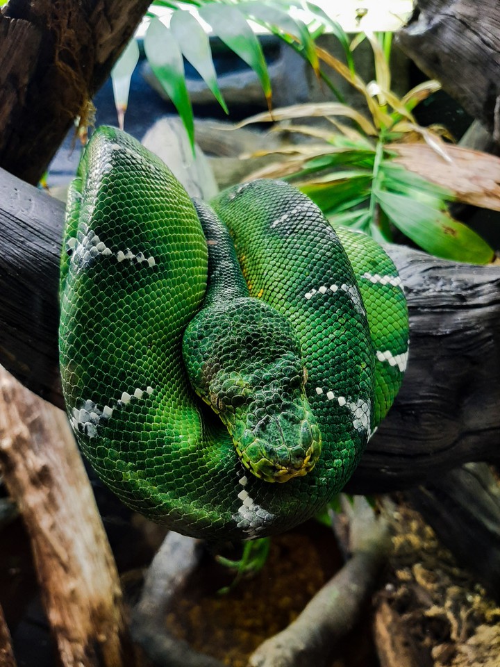 #wildlife