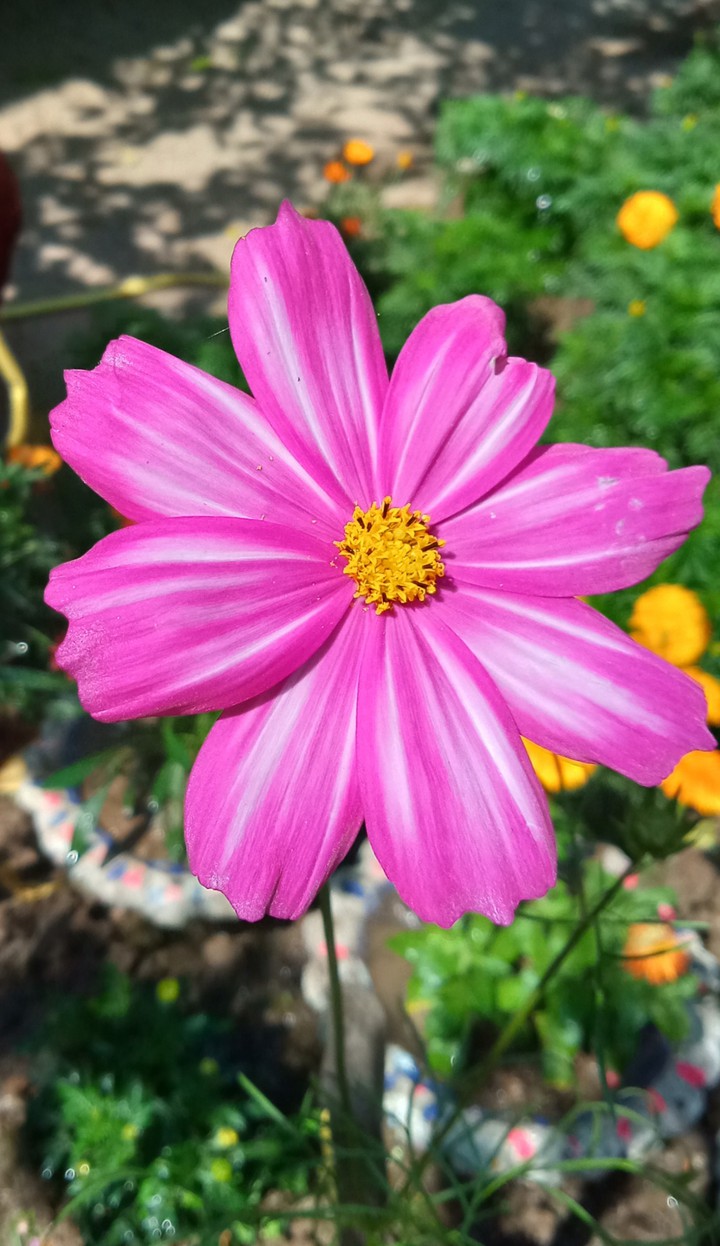 flower